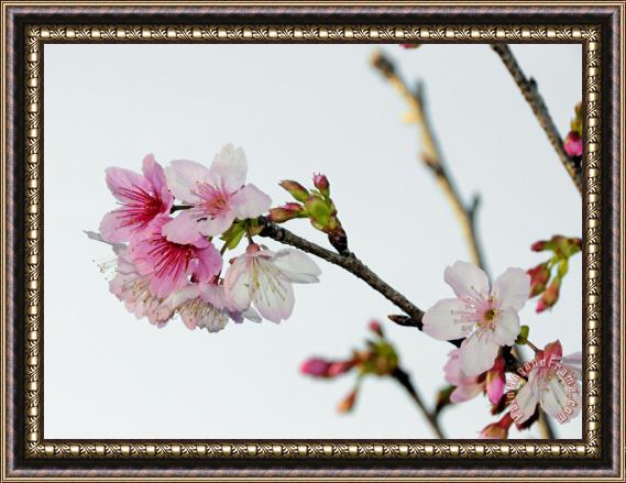 Raymond Gehman A Japanese Cherry Tree Bursts Forth in Blossoms Framed Painting
