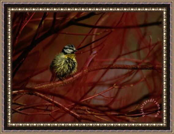 Raymond Gehman A Juvenile Blue Titbird Perched on a Branch in The Bialowieza Forest Framed Print