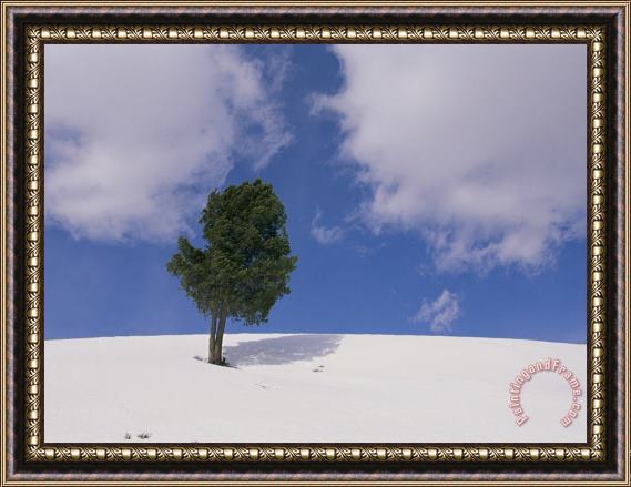 Raymond Gehman A Lone Whitebark Pine Tree on a Snowy Hill Framed Print