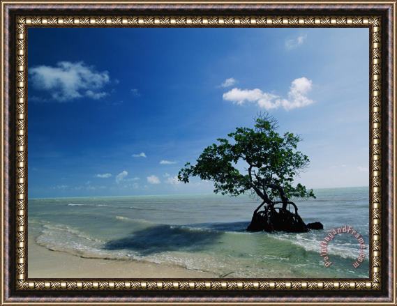 Raymond Gehman A Mangrove Tree Has Establishd Roots in The Shallow Waters of The Long Key State Recreation Area Framed Painting