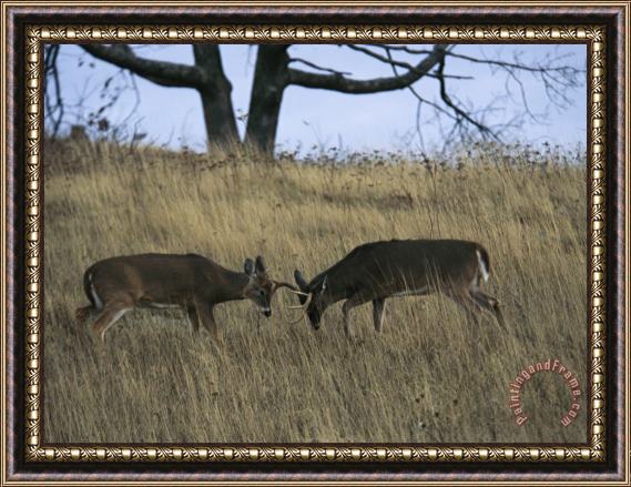 Raymond Gehman A Pair of White Tailed Deer Bucks Butting Heads Framed Painting