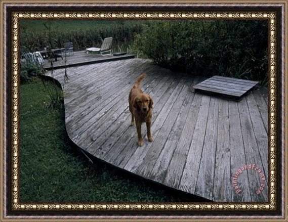 Raymond Gehman A Pet Dog Standing on a Deck Framed Print
