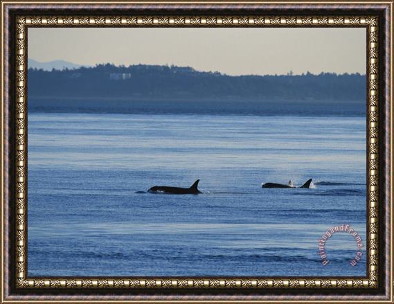 Raymond Gehman A Pod of Killer Whales Orcinus Orca Hunt And Swim in Calm Waters Framed Painting