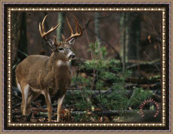Raymond Gehman A Portrait of a 12 Point White Tailed Deer Buck Framed Painting