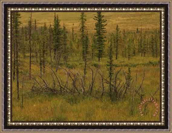 Raymond Gehman A Scenic View of a Spruce Bog Framed Painting