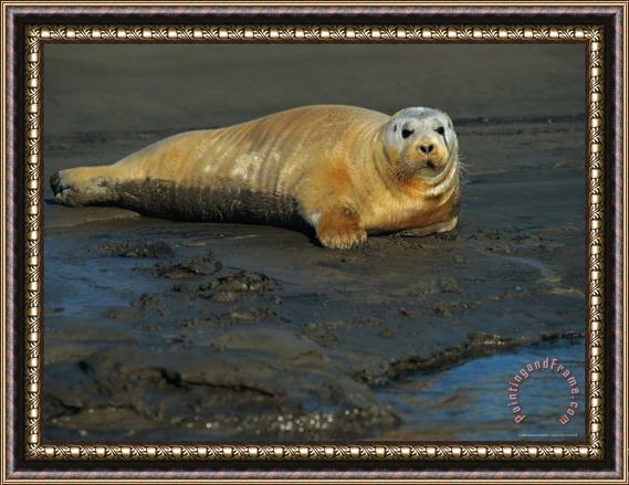 Raymond Gehman A Seal Basks on The Delta Mud Framed Painting