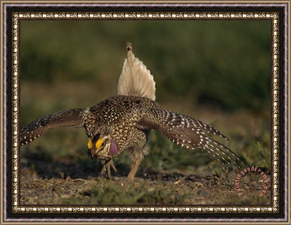 Raymond Gehman A Sharp Tailed Grouse Bows And Struts in a Mating Ritual at Grasslands National Park in Saskatchewa Framed Print