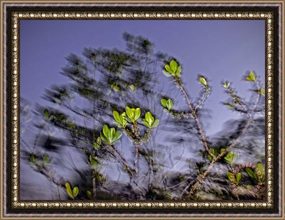 Raymond Gehman A Small Tree Is Illuminated at Twilight by The Camera S Flash Framed Painting