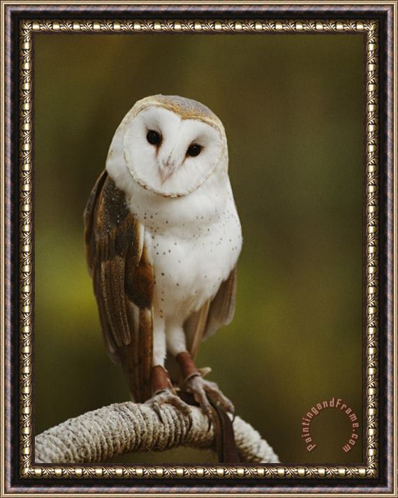 Raymond Gehman A Snowy Faced Barn Owl Is One of The Wildlife Exhibits at The Nature Station Framed Painting