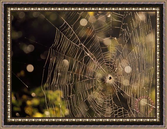 Raymond Gehman A Spider Sitting in The Middle of It S Orb Web Framed Print