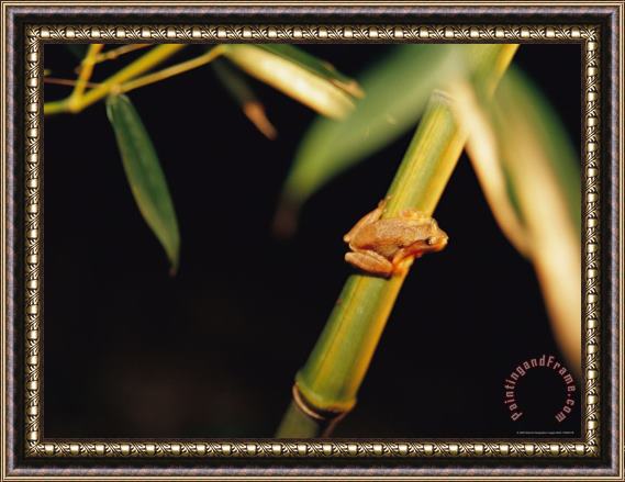 Raymond Gehman A Spring Peeper Frog Perches on a Bamboo Stalk Framed Painting