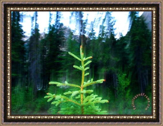 Raymond Gehman A Spruce Seedling Is Highlighted by The Camera S Flash at Twilight Framed Print