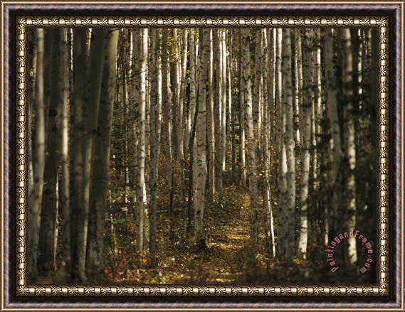 Raymond Gehman A Stand of Birch Trees Show Their Autumn Color in The Boreal Forest Framed Print