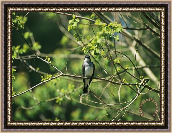 Raymond Gehman A Tree Swallow Perched on a Tree Branch with New Spring Foliage Framed Painting