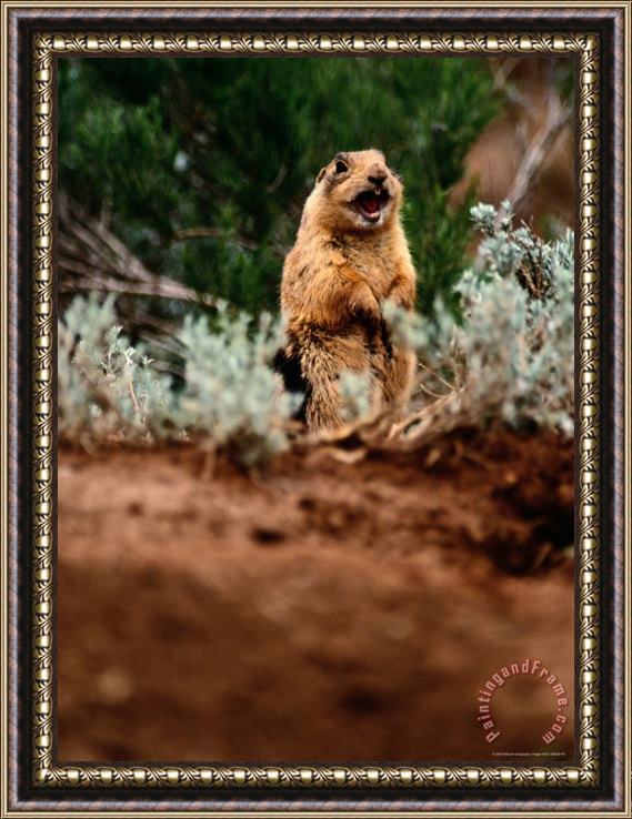 Raymond Gehman A Utah Prairie Dog Vocalizing in Bryce Canyon National Park Utah Framed Painting