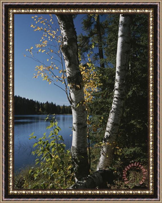 Raymond Gehman A View of a Lake Through Trees And Plants Framed Painting