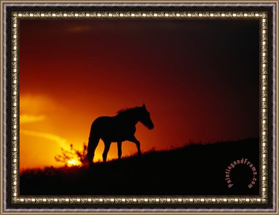 Raymond Gehman A View of a Wild Horse Silhouetted by The Setting Sun Framed Print