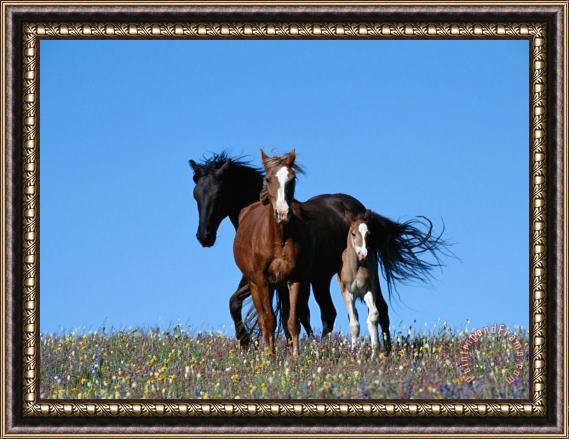 Raymond Gehman A View of Wild Horses in a Field of Wildflowers Framed Painting