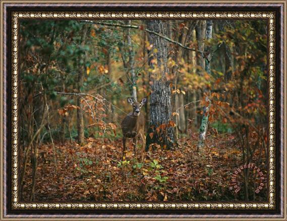 Raymond Gehman A White Tailed Deer in an Upland Hardwood Forest Framed Painting