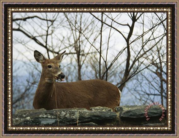 Raymond Gehman A White Tailed Deer Standing Behind a Rock Wall Framed Painting