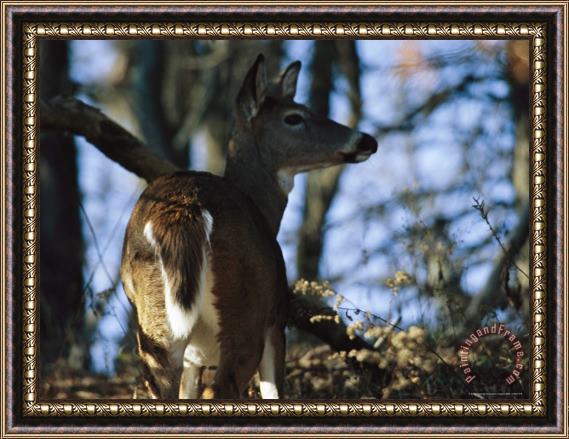 Raymond Gehman A White Tailed Deer Standing in The Woods Framed Painting