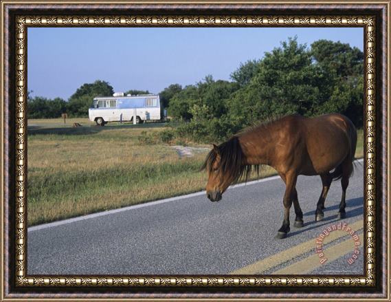 Raymond Gehman A Wild Pony Crosses The Road at Assateague National Wildlife Refuge Framed Painting