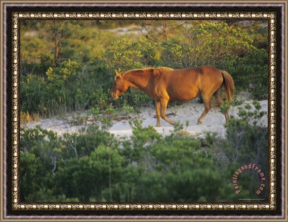 Raymond Gehman A Wild Pony in a Thicket of Brush And Sand Framed Painting