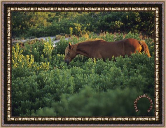Raymond Gehman A Wild Pony in a Thicket of Brush Framed Print
