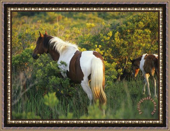 Raymond Gehman Adult And Juvenile Wild Pony in a Thicket of Brush And Grass Framed Print
