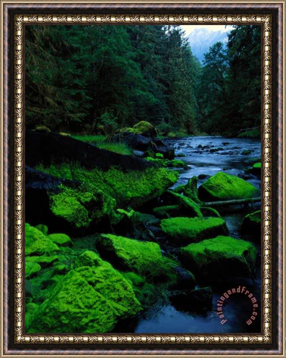 Raymond Gehman Algae Covers The Rocks Lining Salmon Creek Framed Painting