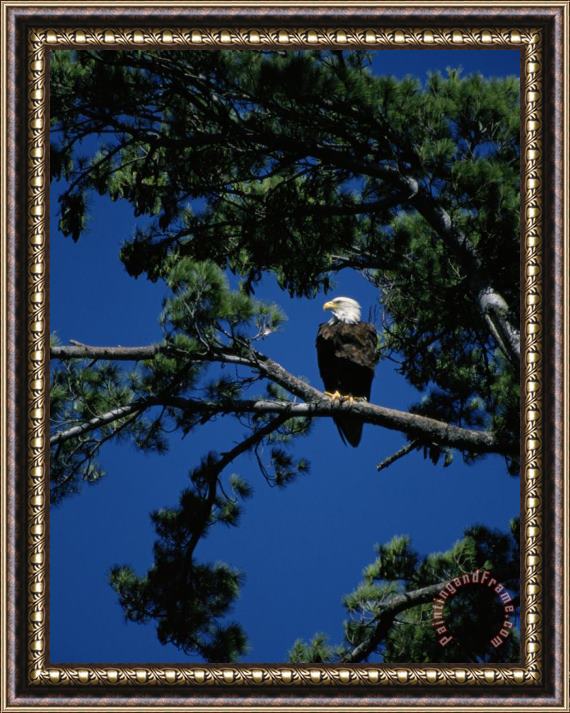 Raymond Gehman American Bald Eagle Perched in an Eastern White Pine Tree Framed Painting
