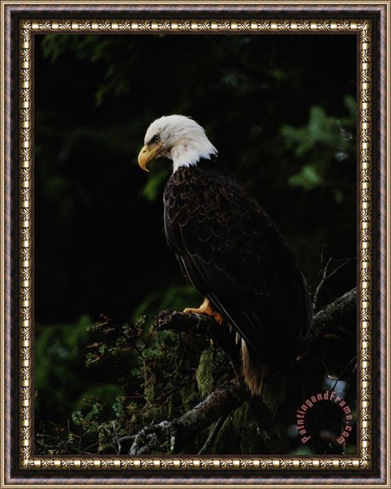 Raymond Gehman American Bald Eagle Framed Painting