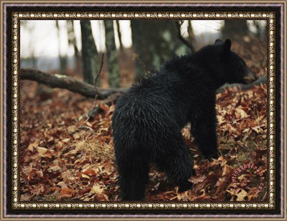 Raymond Gehman An American Black Bear Foraging for Acorns in The Forest at Jeremys Run Framed Print