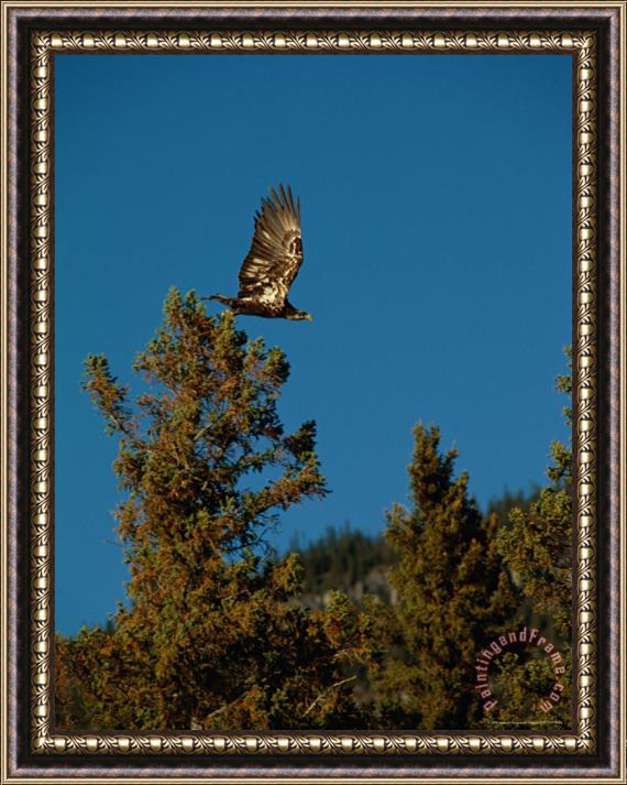 Raymond Gehman An Eagle Flys From a Tree Top Framed Painting