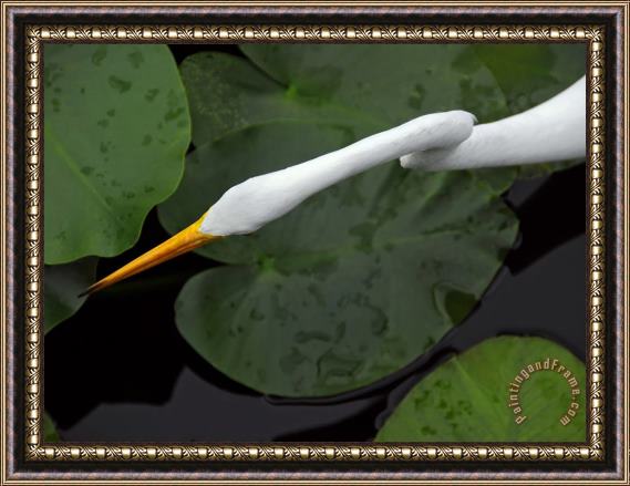 Raymond Gehman An Orange Beaked Great White Egret Hunting Among Wetland Lily Pads Framed Painting
