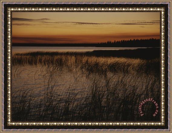 Raymond Gehman Aquatic Grasses And Trees Are Silhouetted at Twilight in This Lake Framed Painting