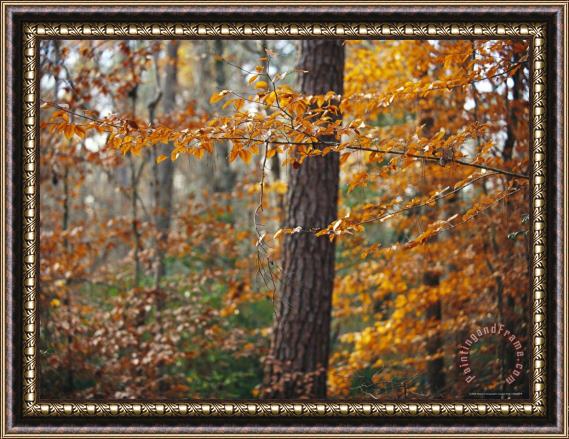 Raymond Gehman Autumn Colored Beech Trees And Pine in Upland Hardwood Forest Framed Print