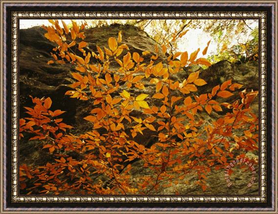 Raymond Gehman Autumn Colored Beech Trees at Raven Rock Framed Print