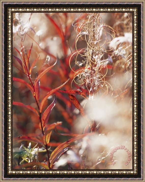 Raymond Gehman Autumn Colored Meadow Grasses in The Mackenzie River Delta Framed Print