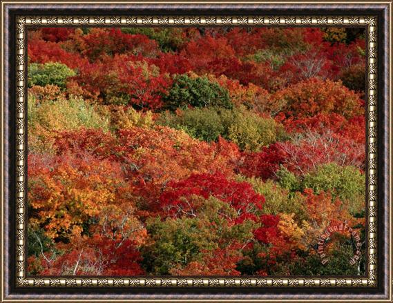 Raymond Gehman Autumn Colors Paint a Canadian Forest Framed Print
