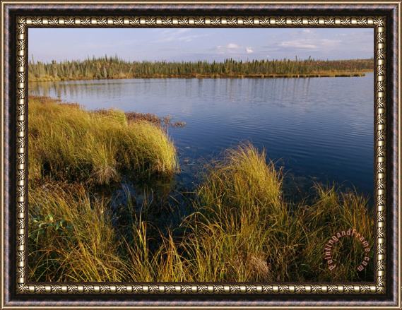 Raymond Gehman Autumn Foliage Surrounds Campbell Lake Near Inuvik Framed Painting