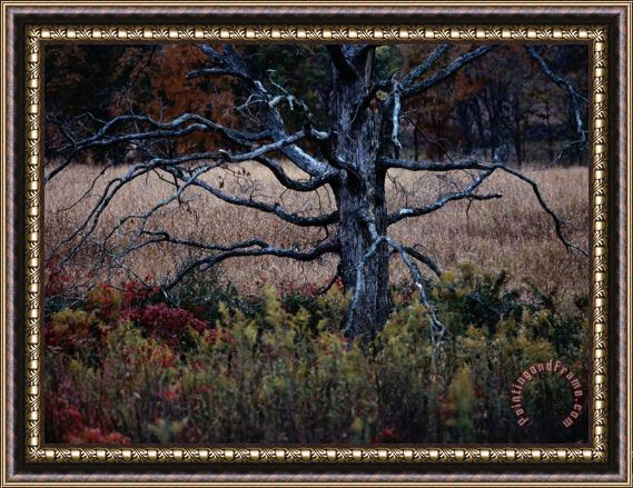Raymond Gehman Autumnal View of an Old Oak Snag Framed Painting