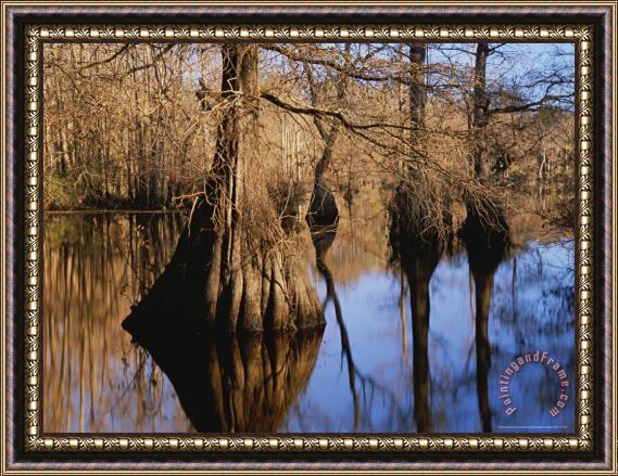 Raymond Gehman Bald Cypress Trees And Their Reflections on Water S Surface Framed Painting