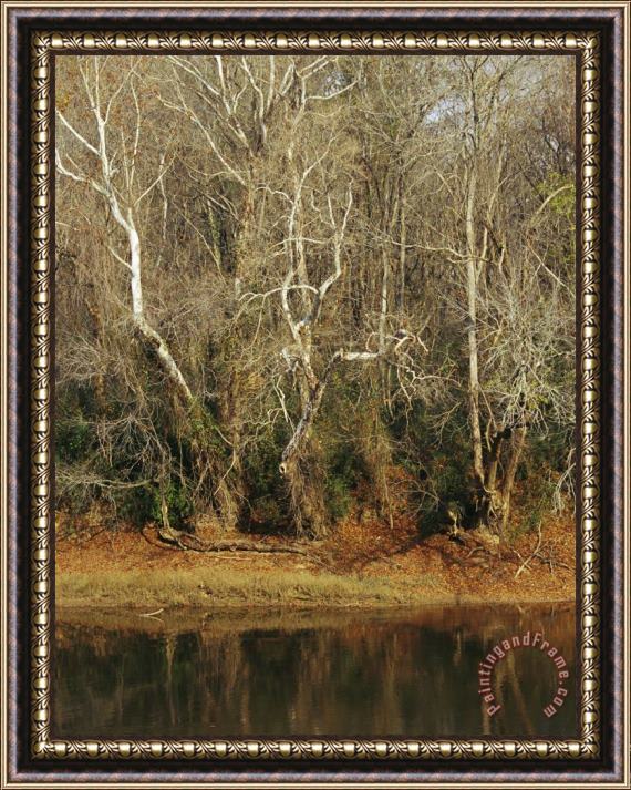 Raymond Gehman Bare Sycamore Trees Along The Cape Fear River Framed Painting