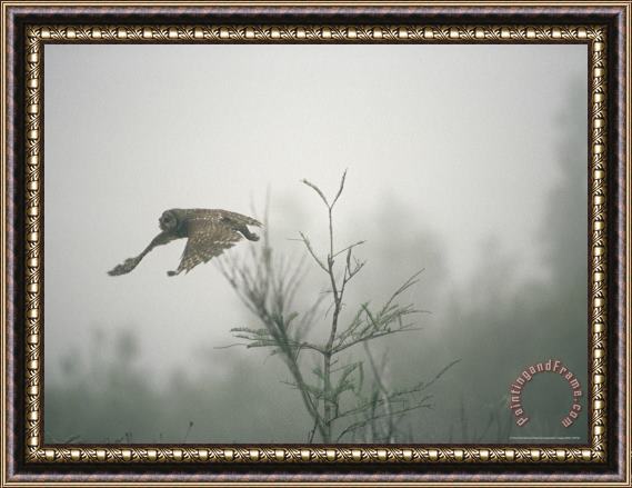 Raymond Gehman Barred Owl Strix Varia Swooping Through a Foggy Cypress Forest Framed Painting