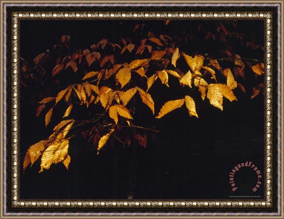 Raymond Gehman Beech Leaves in The Rain Lit with a Flash Framed Painting