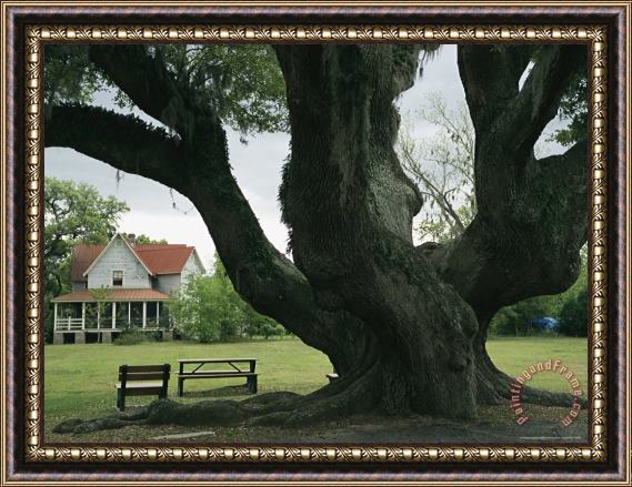 Raymond Gehman Benches Under a Live Oak Tree on The Grounds of an Old Farm House Framed Print