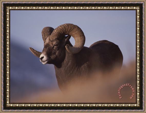 Raymond Gehman Bighorn Ram Yellowstone National Park Wyoming Framed Print