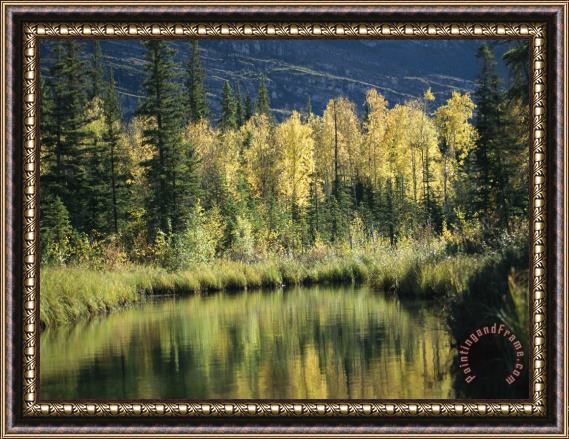 Raymond Gehman Birch And Spruce Trees Are Reflected in Cli Lake Framed Painting
