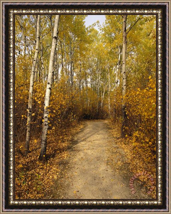 Raymond Gehman Birch Tree Lined Trail in Hecla Grindstone Provincial Park Framed Painting